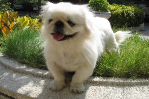 京巴狗的种类，只有一种就是北京犬