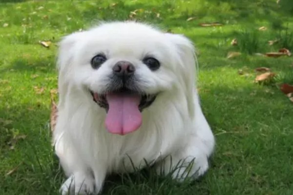 京巴狗的种类，只有一种就是北京犬