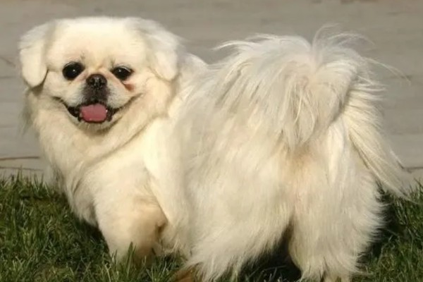 京巴狗的种类，只有一种就是北京犬