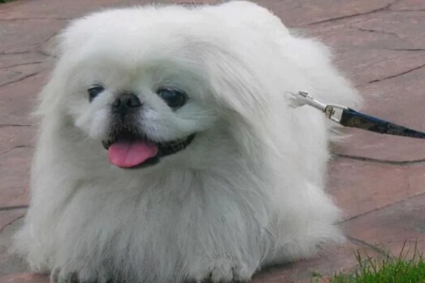 京巴狗的种类，只有一种就是北京犬