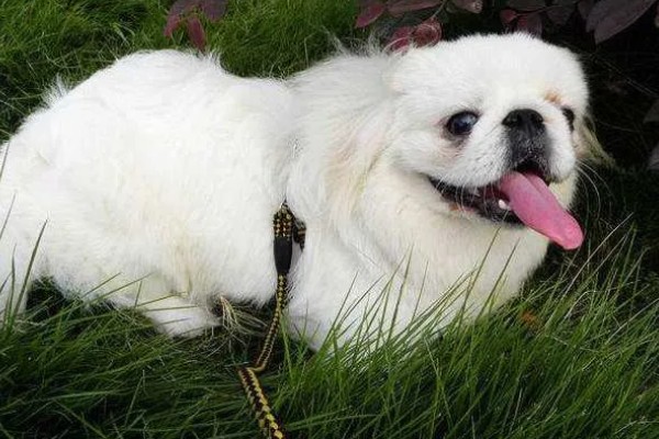 京巴狗的种类，只有一种就是北京犬