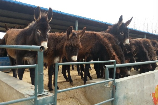 驴的配种方法,以自由交配、人工授精为主