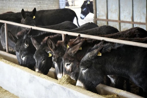 驴的配种方法,以自由交配、人工授精为主