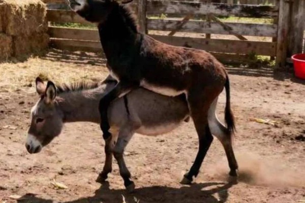 驴的配种方法,以自由交配、人工授精为主