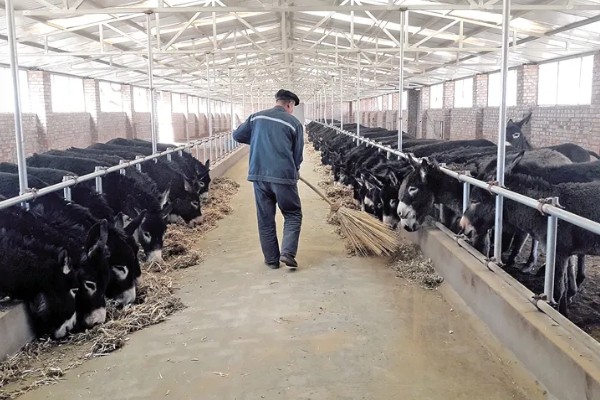 驴的配种方法,以自由交配、人工授精为主