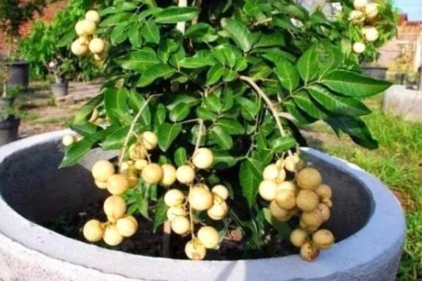 桂圆是龙眼吗，它们本质上是一种东西