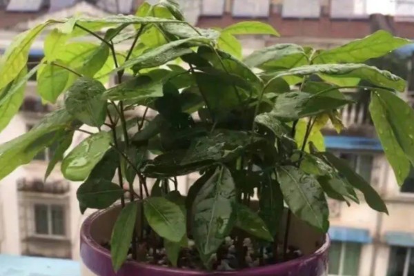 桂圆是龙眼吗，它们本质上是一种东西