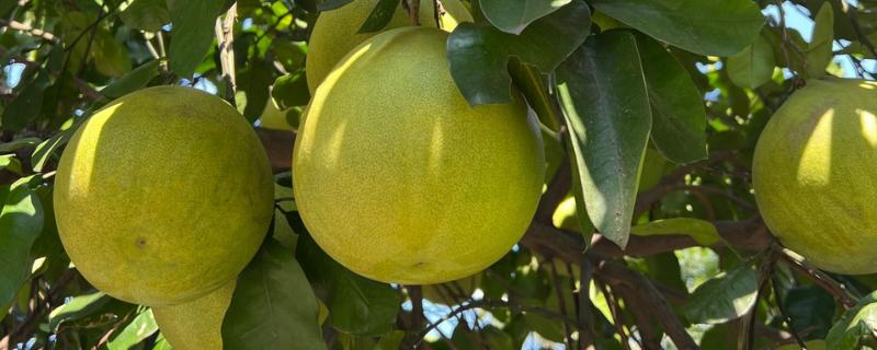 柚子的品种，有沙田柚、文旦等