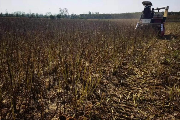 芝麻田有蟋蟀怎么办，可在冬春季翻地灭卵