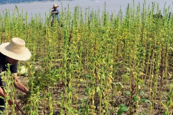 芝麻田有蟋蟀怎么办，可在冬春季翻地灭卵