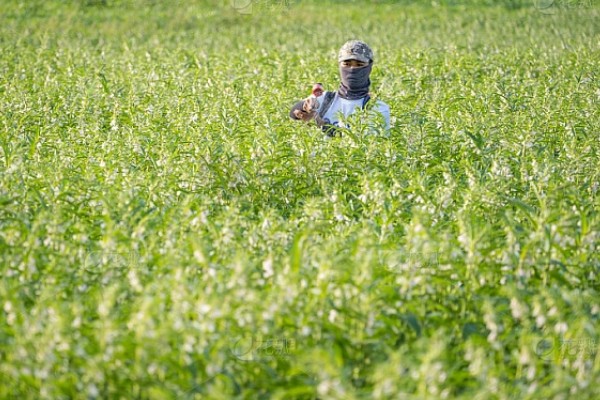 芝麻田有蟋蟀怎么办，可在冬春季翻地灭卵