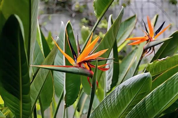 天堂鸟冬天会不会冻死，冬天会被冻死