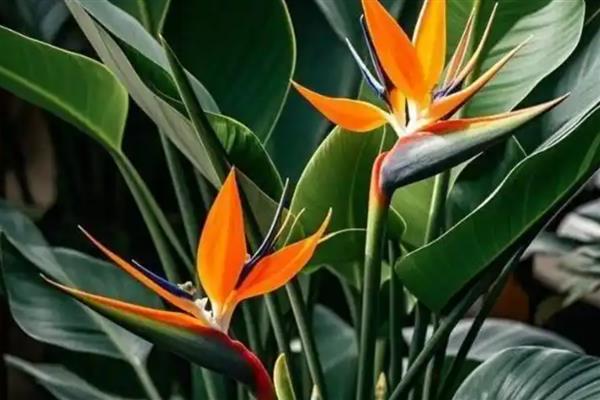 天堂鸟冬天会不会冻死，冬天会被冻死