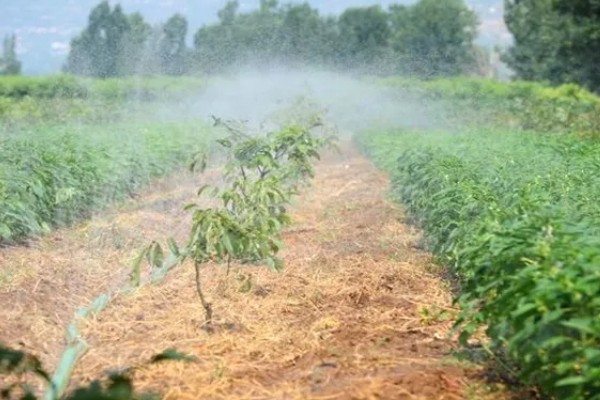 芝麻田有蟋蟀怎么办，可在冬春季翻地灭卵