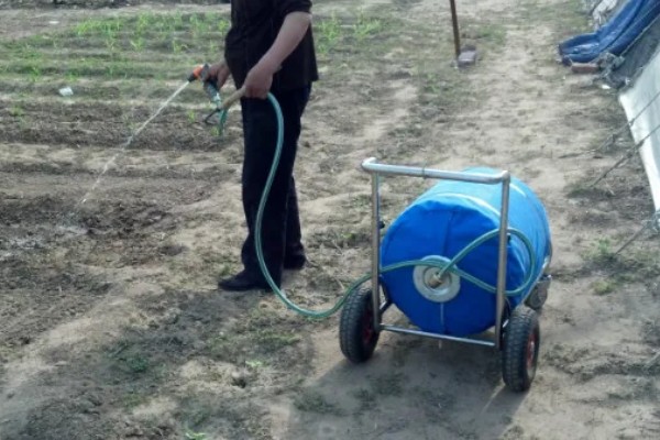 芝麻田有蟋蟀怎么办，可在冬春季翻地灭卵