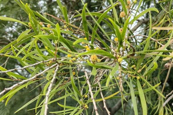 相思树的别名，又名台湾相思、台湾柳、相思仔等