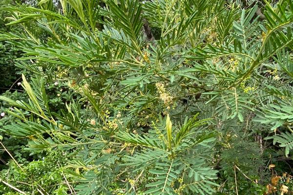 相思树的别名，又名台湾相思、台湾柳、相思仔等