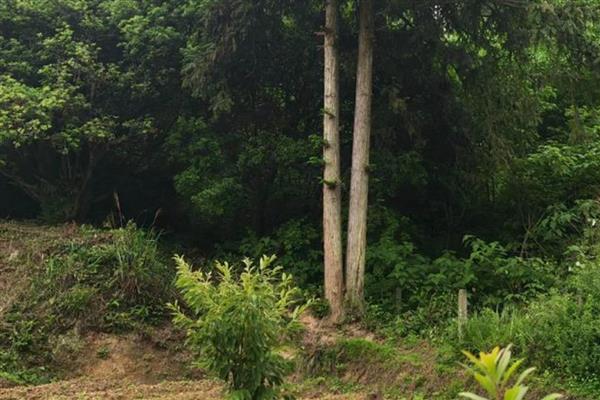 相思树的别名，又名台湾相思、台湾柳、相思仔等