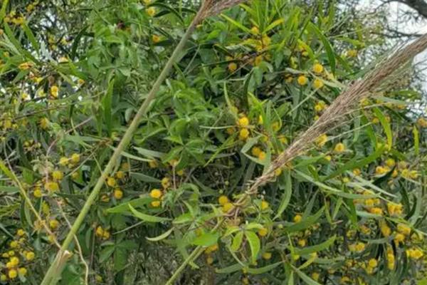 相思树的别名，又名台湾相思、台湾柳、相思仔等