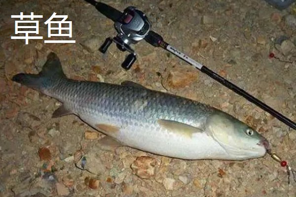 8号伊势尼钩的垂钓重量，会受到线组搭配、鱼竿调性等条件的影响