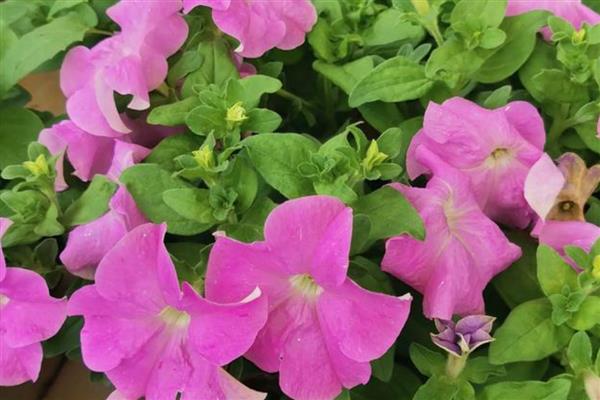 矮牵牛能成片地栽吗，可以成片地栽