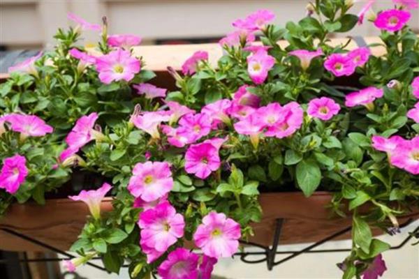 矮牵牛能成片地栽吗，可以成片地栽