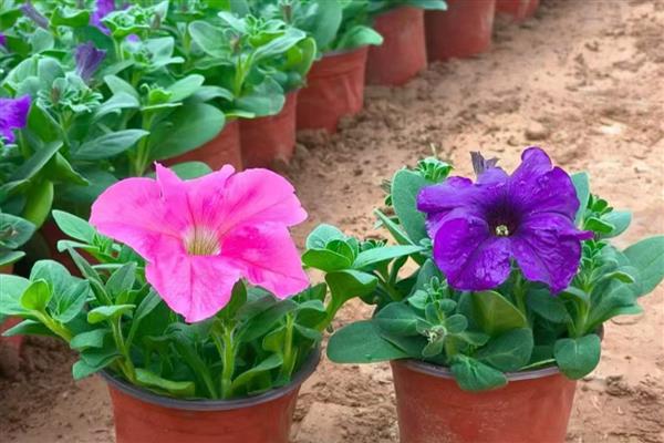 矮牵牛能成片地栽吗，可以成片地栽
