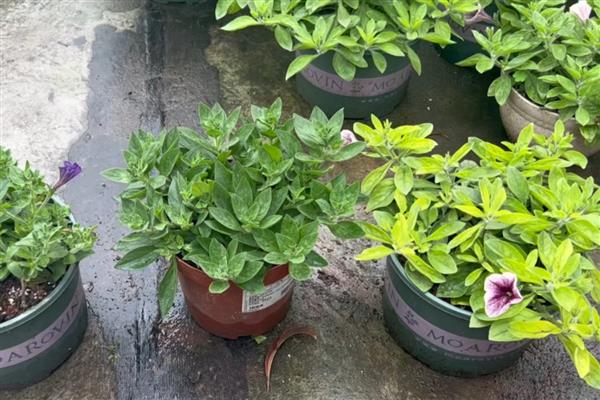 矮牵牛能成片地栽吗，可以成片地栽