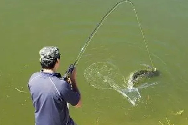 8号伊势尼钩的垂钓重量，会受到线组搭配、鱼竿调性等条件的影响