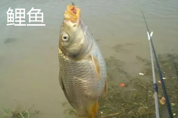 8号伊势尼钩的垂钓重量，会受到线组搭配、鱼竿调性等条件的影响