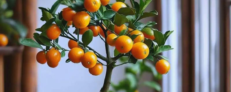 金桔树什么时候施肥，春季、结果后都可以追施