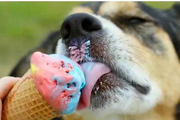 狗可以吃雪糕吗，注意控制好饲喂量