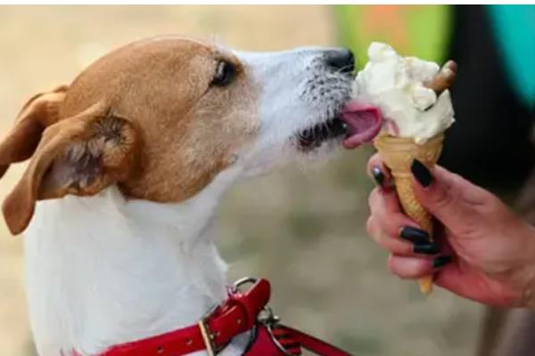 狗可以吃雪糕吗，注意控制好饲喂量