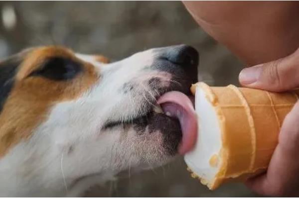 狗可以吃雪糕吗，注意控制好饲喂量