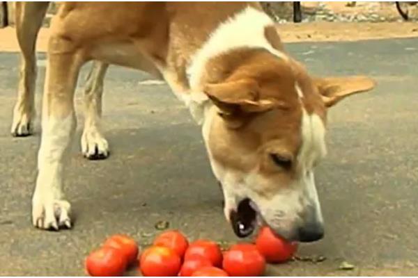 狗可以吃雪糕吗，注意控制好饲喂量