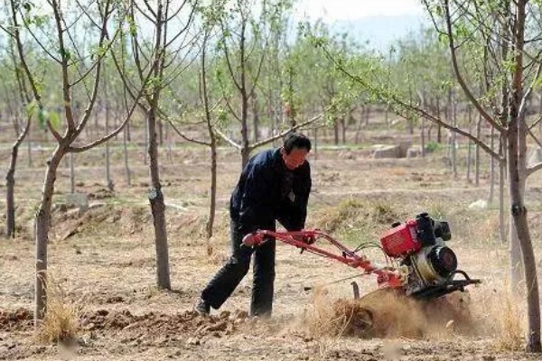 枣树怎么用药,可采取喷粉、撒施、泼浇等方式