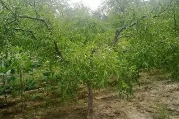 枣树怎么用药,可采取喷粉、撒施、泼浇等方式