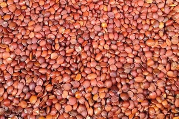 枣树怎么用药,可采取喷粉、撒施、泼浇等方式