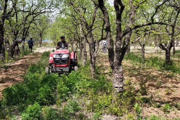 枣树怎么用药,可采取喷粉、撒施、泼浇等方式