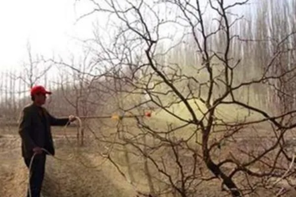 枣树怎么用药,可采取喷粉、撒施、泼浇等方式