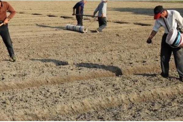 饼肥的简介，是用榨油后剩余的残渣制成的肥料