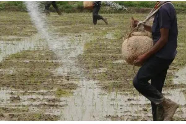饼肥的简介，是用榨油后剩余的残渣制成的肥料