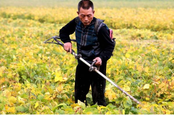 使用氟磺胺草醚要注意什么，用量较多或在高温天气下打药容易引发药害