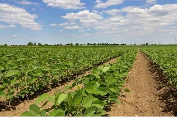 使用氟磺胺草醚要注意什么，用量较多或在高温天气下打药容易引发药害