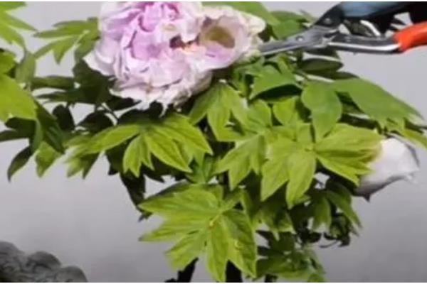 牡丹的种植方法，在生长期间可以追施有机肥