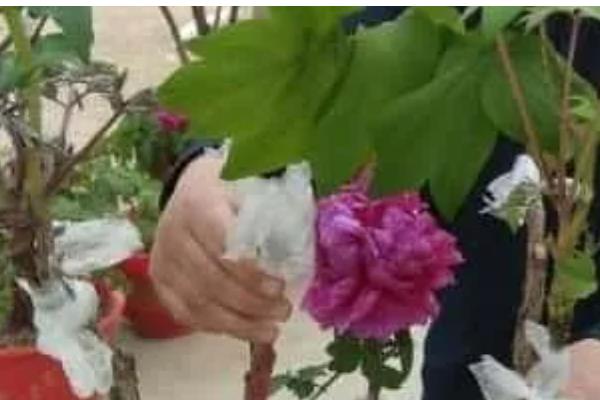 牡丹的种植方法，在生长期间可以追施有机肥