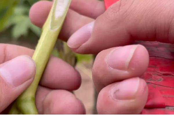 牡丹的种植方法，在生长期间可以追施有机肥