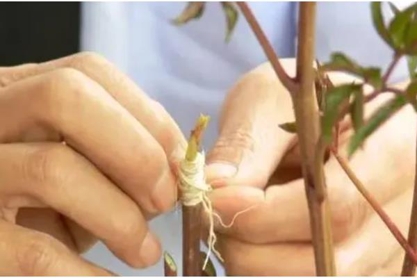 牡丹的种植方法，在生长期间可以追施有机肥