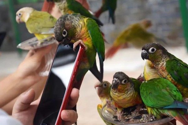 鹦鹉的繁殖过程，交配后每巢一般会产5-6个卵