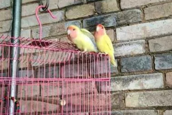 鹦鹉的繁殖过程，交配后每巢一般会产5-6个卵